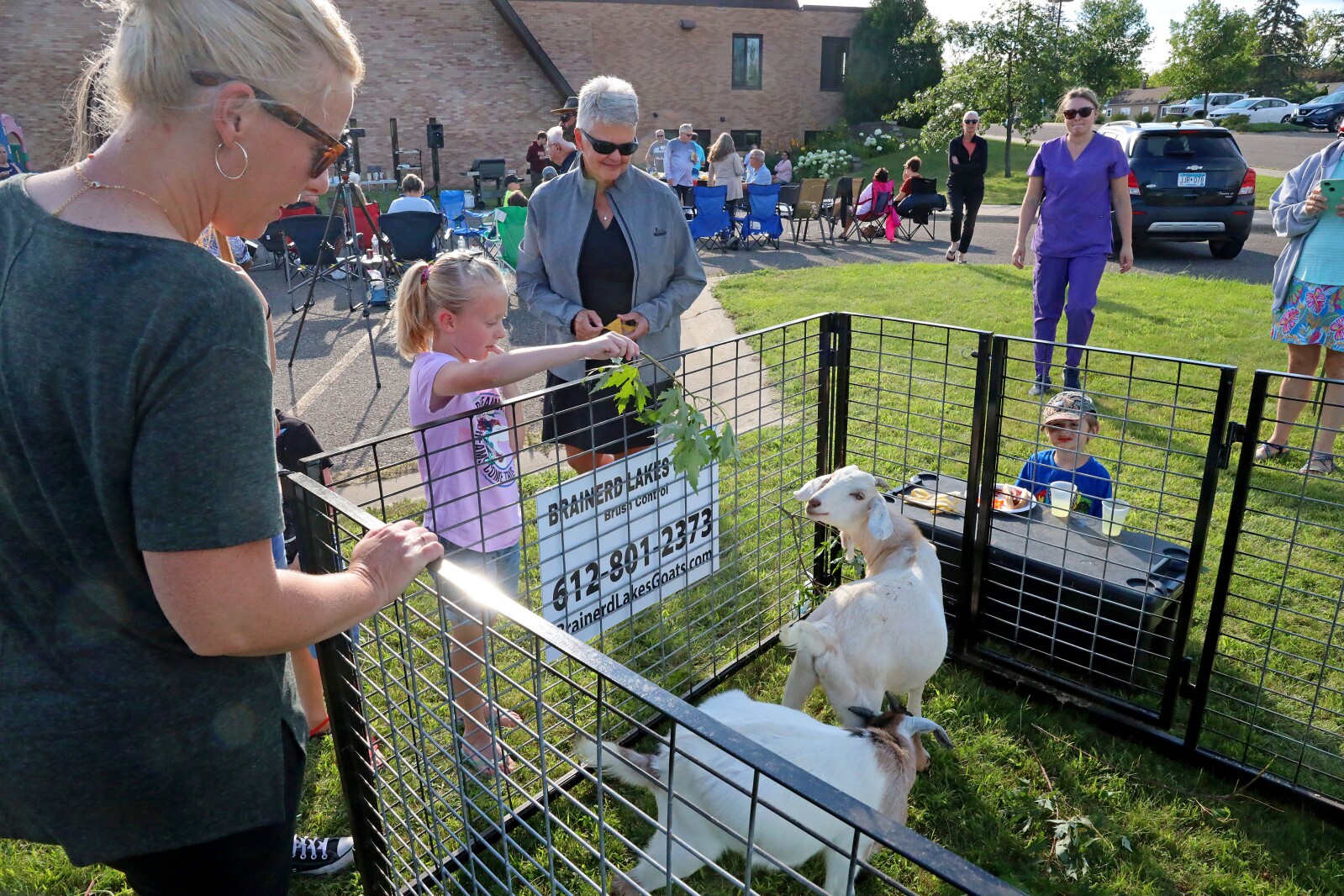 Goats at Bethlehem Evangelical Lutheran Church