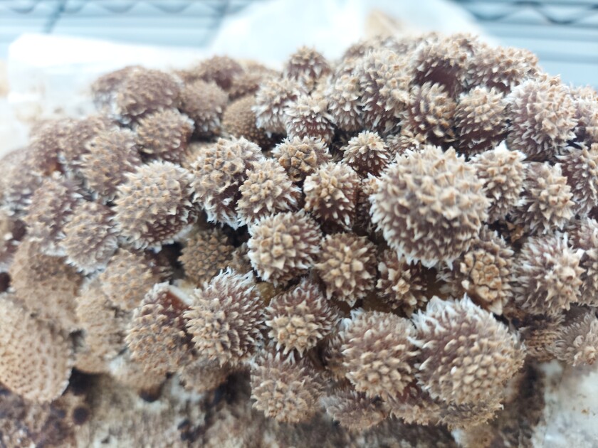 Chestnut mushrooms growing in the fruiting chamber..jpg