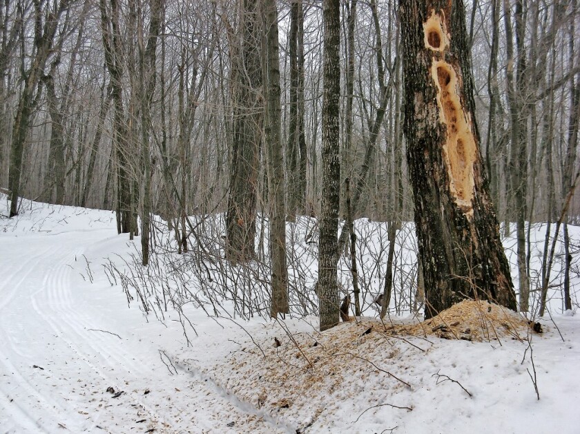 A tree pileated woodpeckers have visited