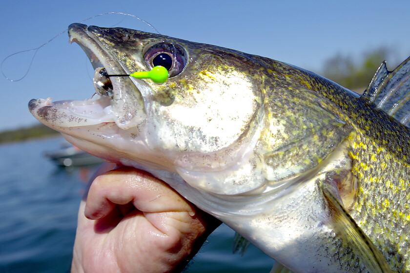 Which lures catch the most record fish? - Duluth News Tribune | News, weather, and sports from Duluth, Minnesota Which lures catch the most record fish? - Duluth News Tribune | News, weather, and sports from Duluth, Minnesota