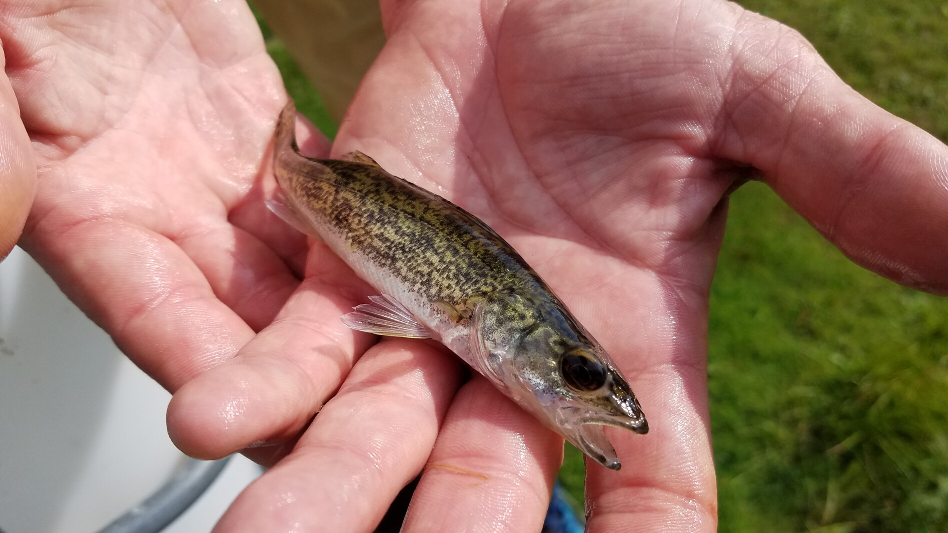 Lake Ralphine Fish Stocking Ask the Master Naturalist: How Minnesota lakes are chosen for fish ...