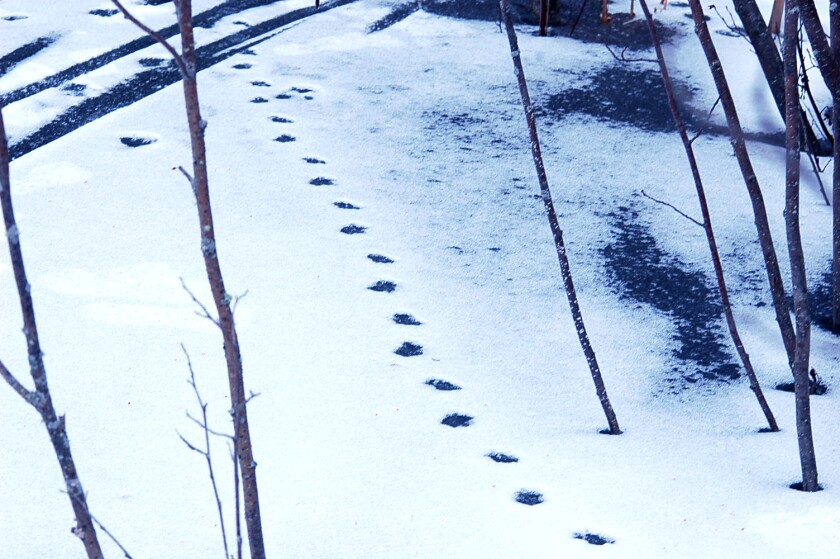round footprints in snow