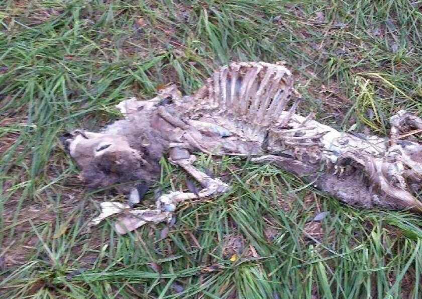 101621.O.GFH.EHD-Photo 3 Deer skeleton.jpg