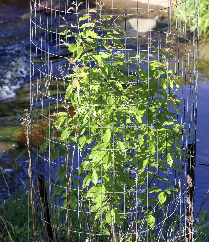 Sapling in a cage.