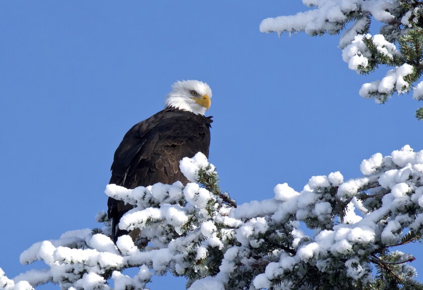 GeneStukelEaglePerched_DSC7797_2.jpeg