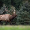 Wisconsin elk