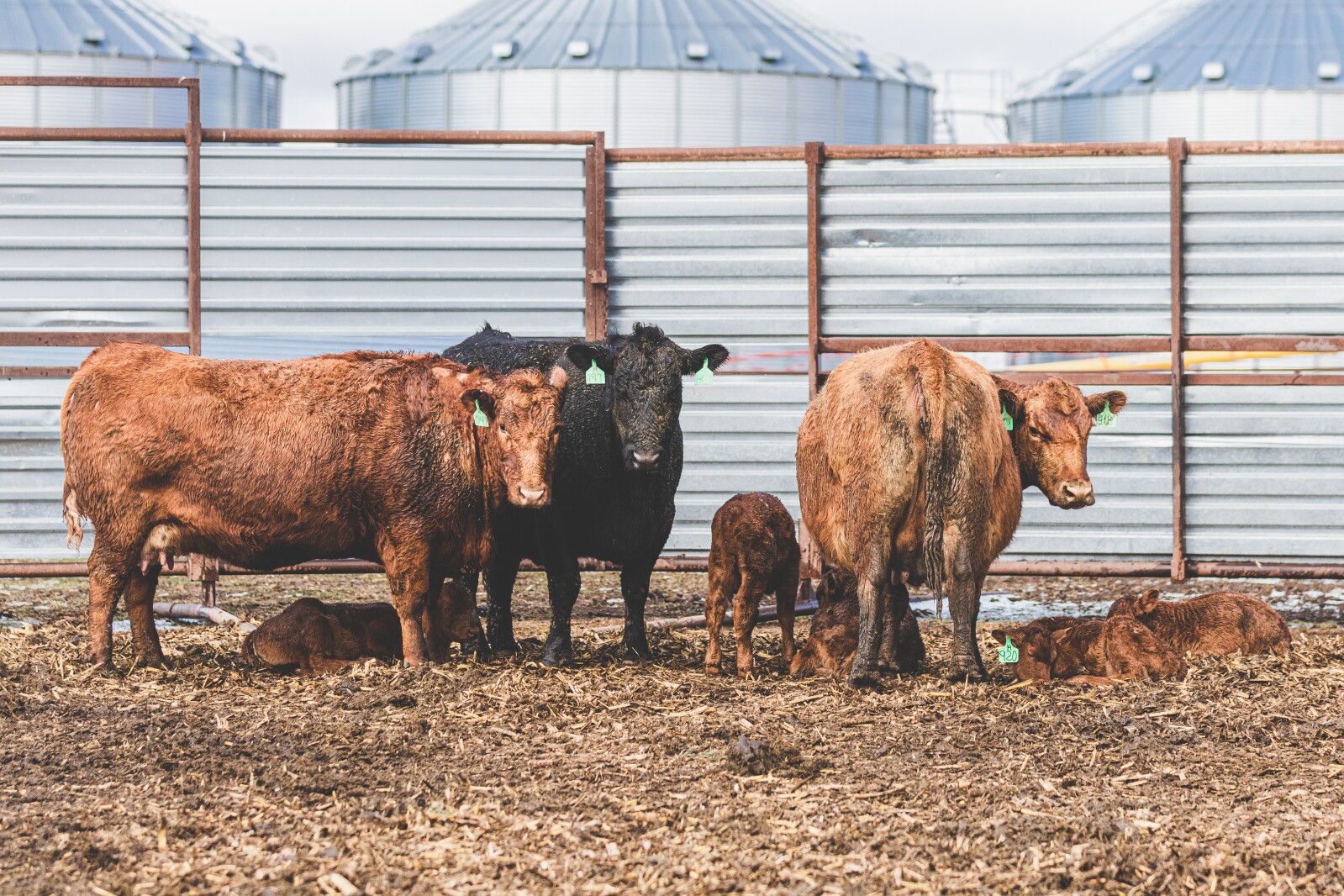GronsethCattleFarm-56.jpg
