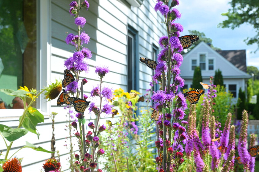 Butterfly Riding Mow Trott column: 'No Mow May' helps bees and other pollinators ...