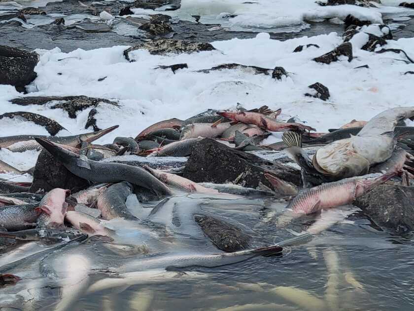 DEADFISH8.jpg