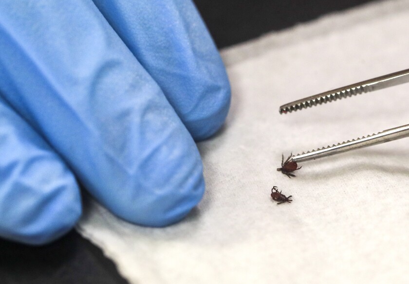 Jubran Jindeel prepares each tick by cleaning it and putting it into an individual vial. Each tick is smaller than 5 millimeters in length. Tyler Schank / tschank@duluthnews.com