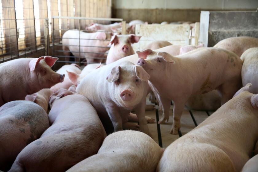 Grant Prins granted variance to build deep-pitted hog barn - The Globe ...