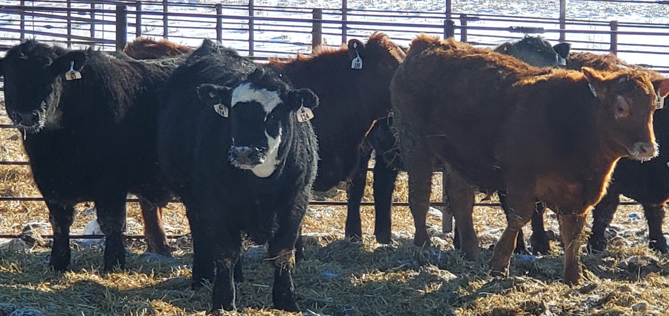 NDSU Feedlot School set for Jan 22 23 at Carrington Jamestown Sun NDSU Feedlot School set for Jan 22 23 at Carrington Jamestown Sun