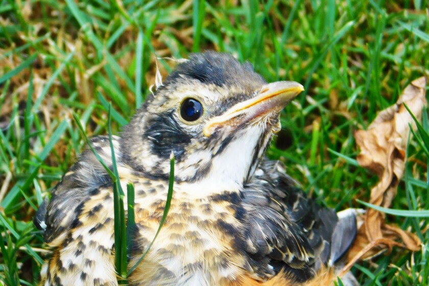 Baby robin
