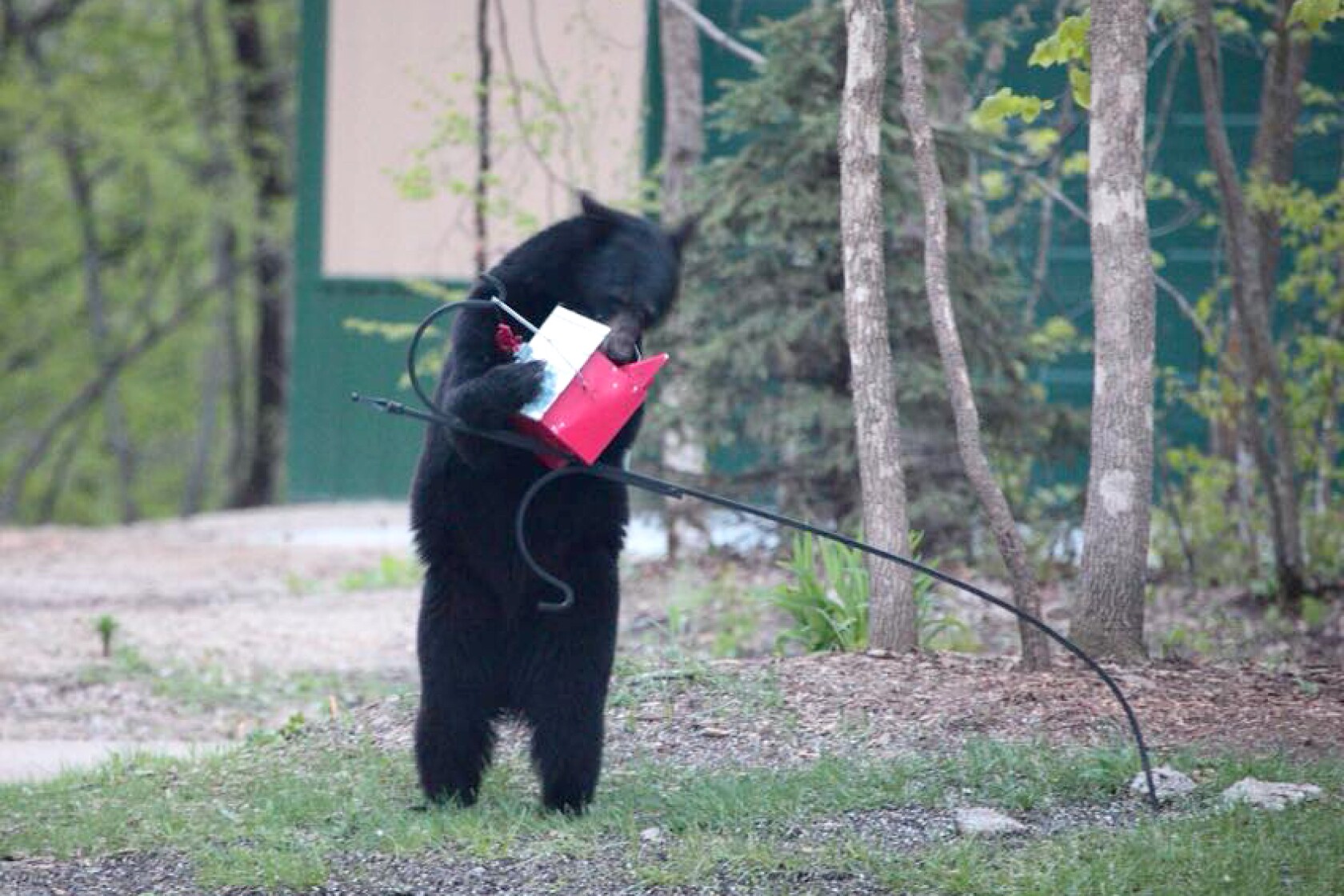 NORTHWOODS WILDLIFE RESCUE: You can help local wildlife as the snow ...