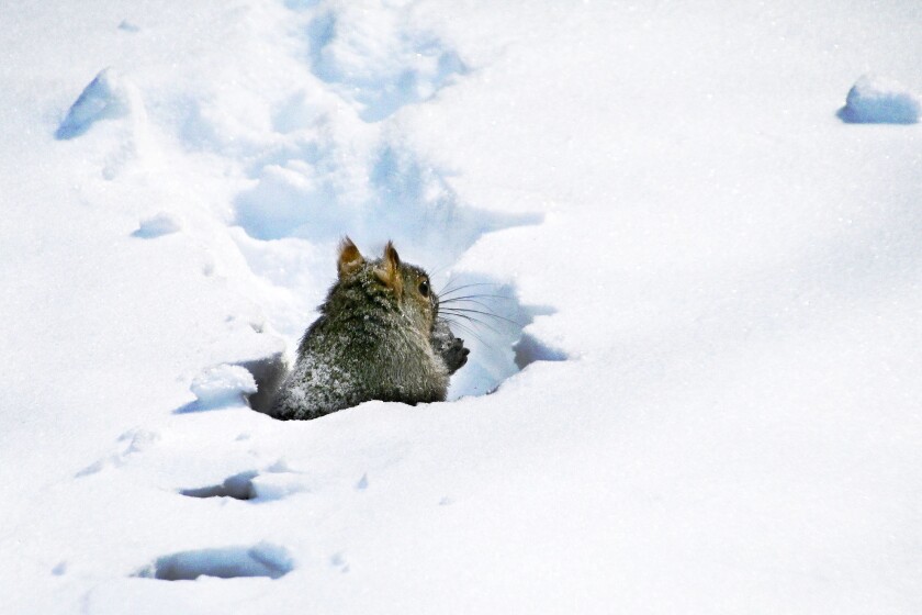 Squirrel in snow