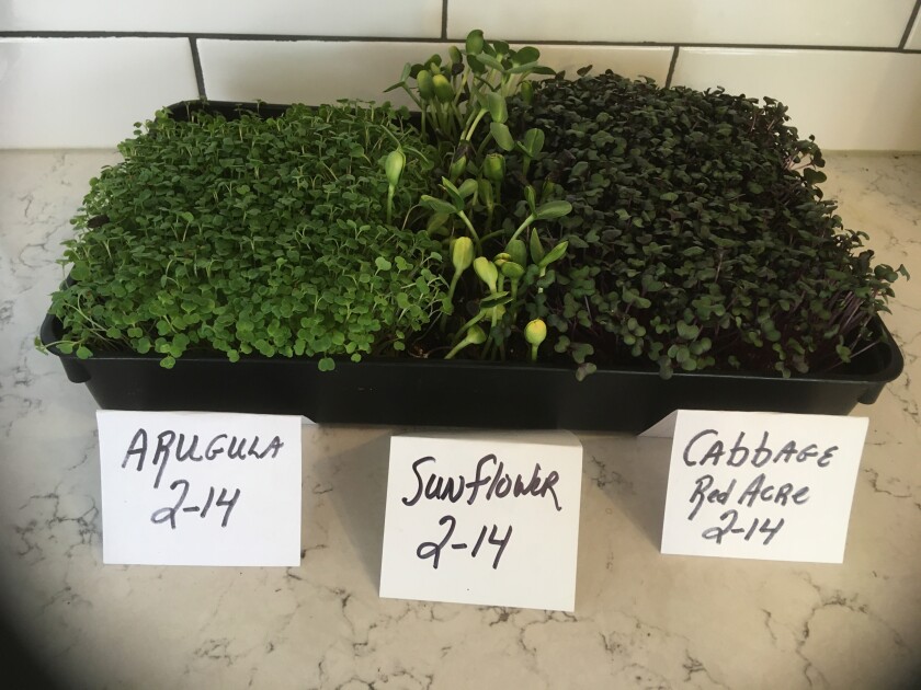 microgreens_wiemken_3.jpg