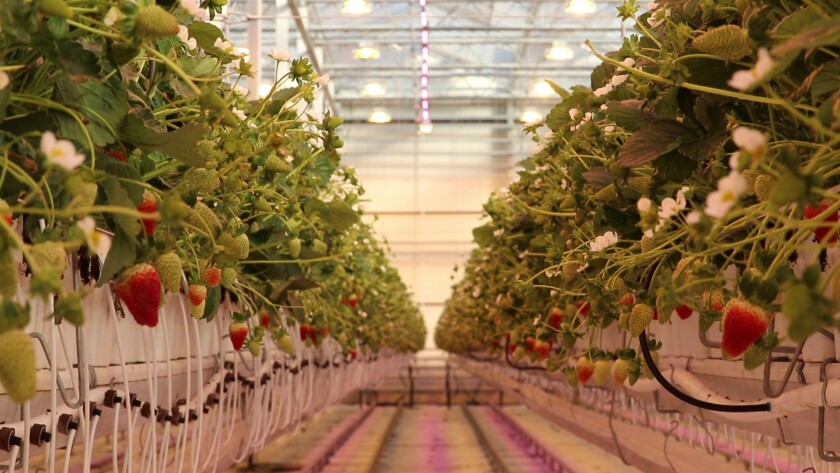 Bushel Boy Strawberries.jpg