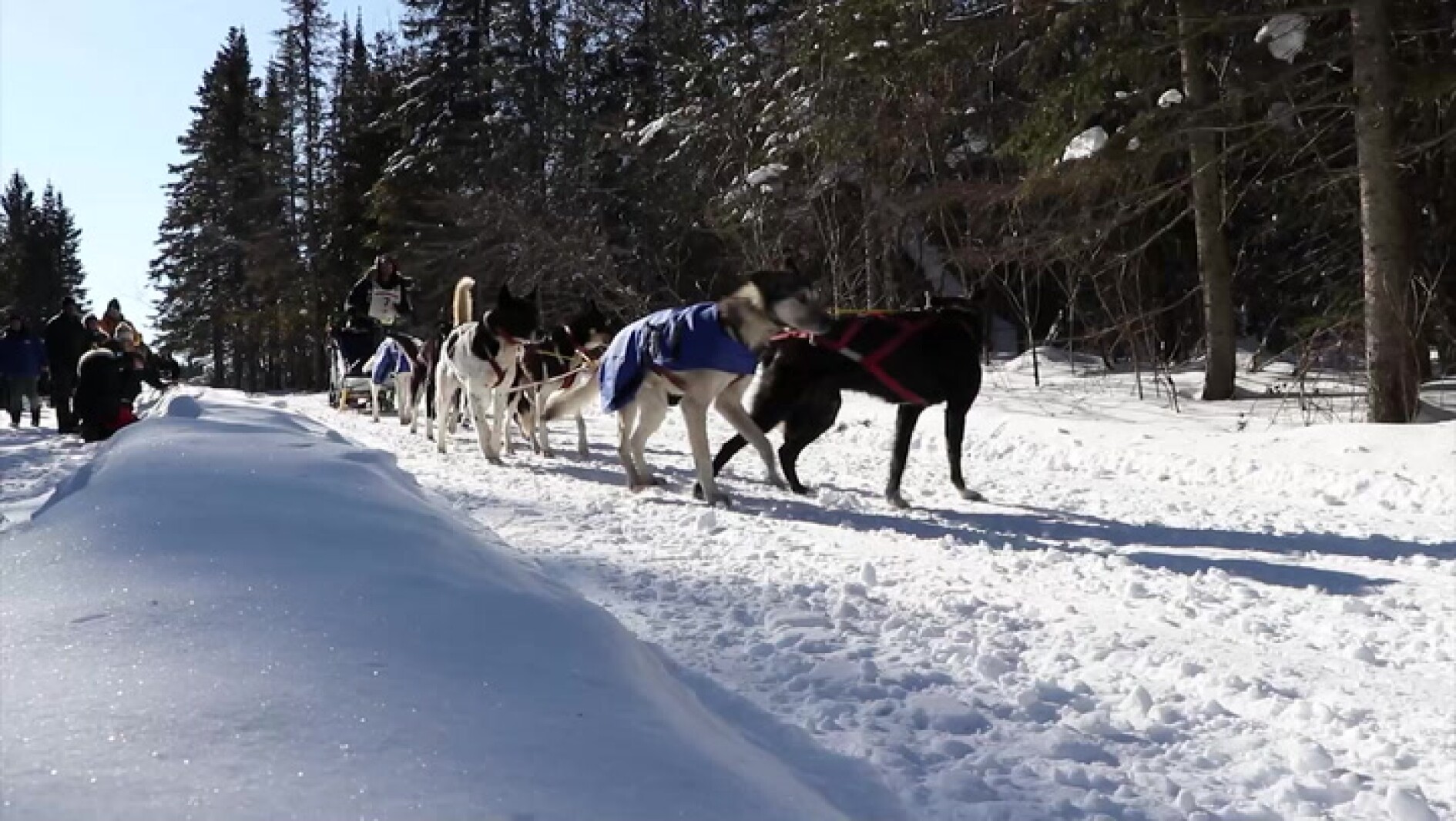 Final stretch of the 2023 Beargrease Sled Dog Marathon Duluth News