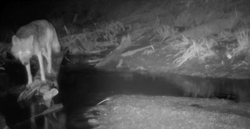 wolf on log fishing