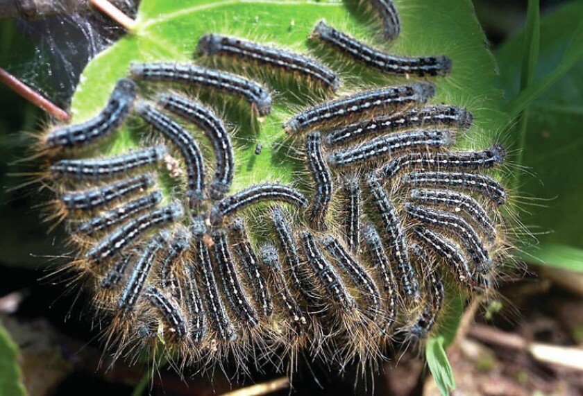 Caterpillars