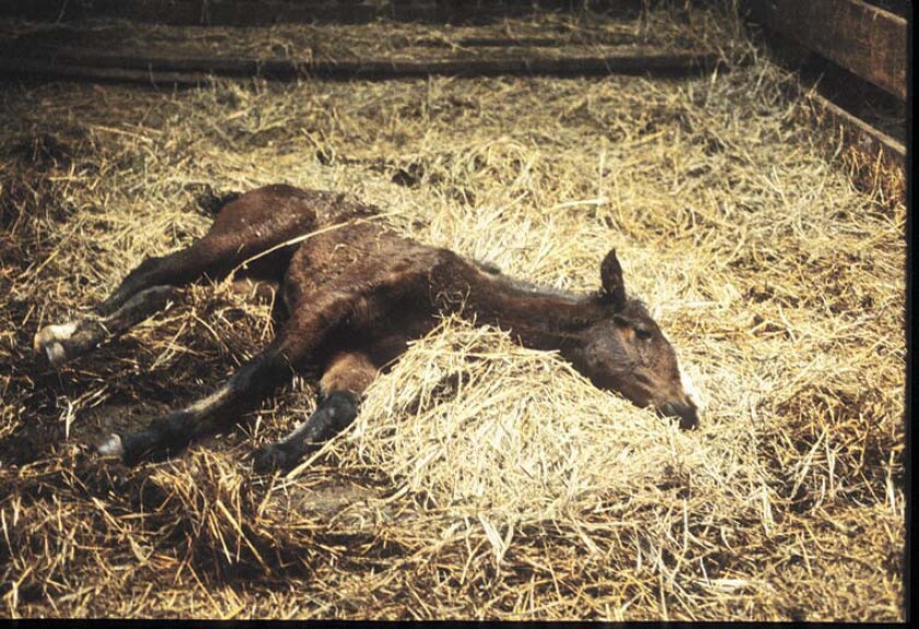 Descendants of wild horses roam