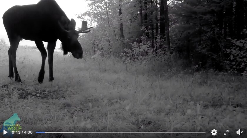 Moose on voyageurs cam