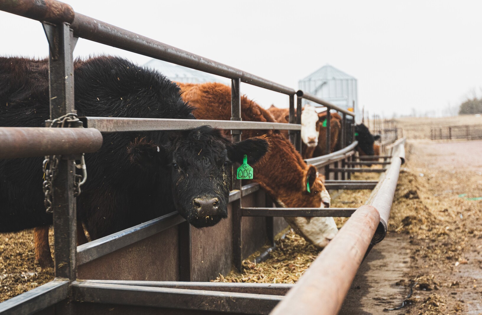 GronsethCattleFarm-1.jpg