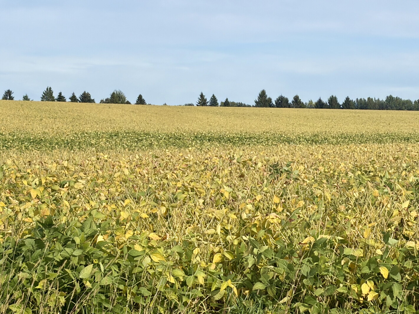 As soybeans near harvest, rain and disease questions remain