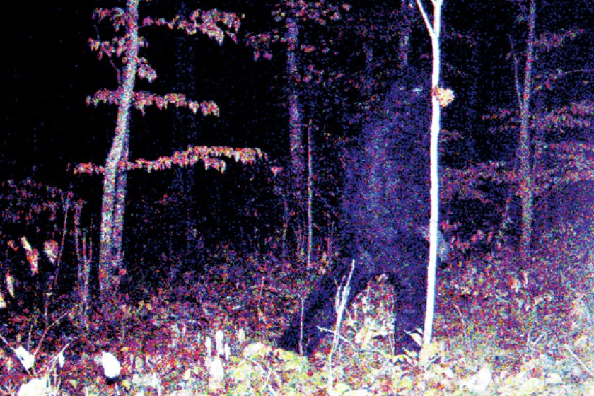 Bigfoot is real : r/NoMansSkyTheGame