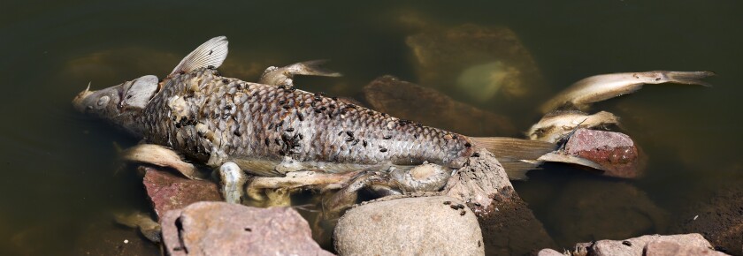 Low water levels and high temperatures resulted in a fish kill below the Lake Bella outlet pond last week on the Ocheyedan River.