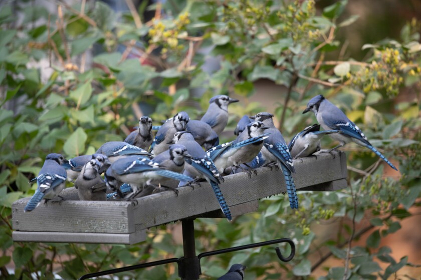 Blue Jay - South Dakota Birds and Birding