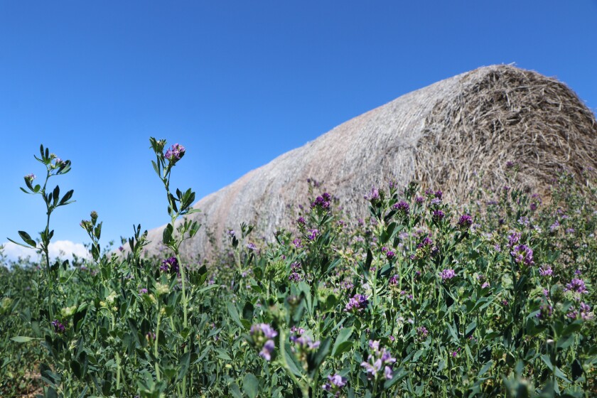 071921.AG.DroughtCountermoveAlpenaSD09.jpg