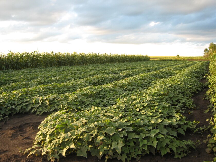 Prairie Road Organic Seed - Field of Homemade Pickles cucumber produced for seed (1).jpg