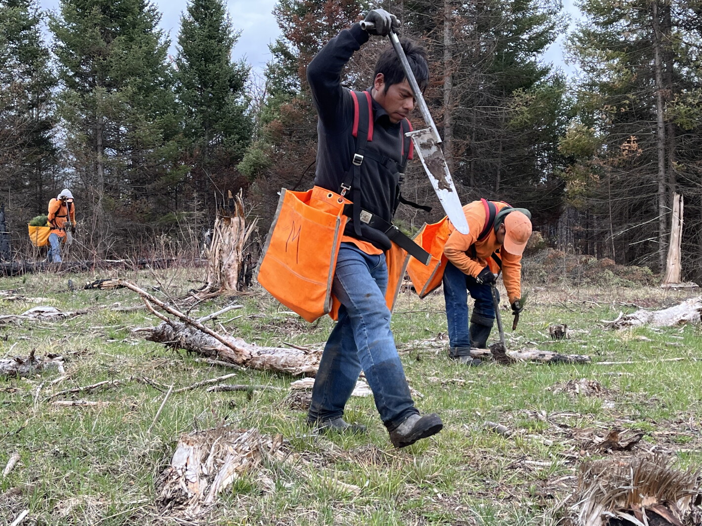 St. Louis County replants forest in fire's wake