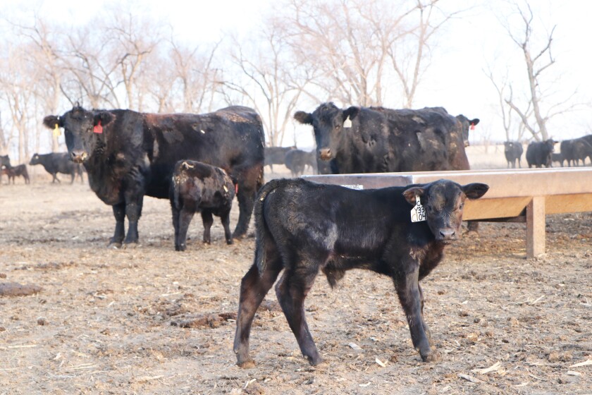 A baby black Angus calf looks at a visitor, flanked by a feed bunk and a herd of black cows with calves at their sides.