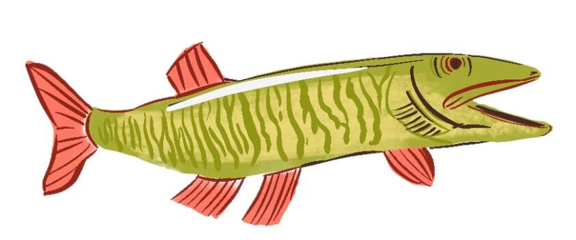 Muskie.jpg