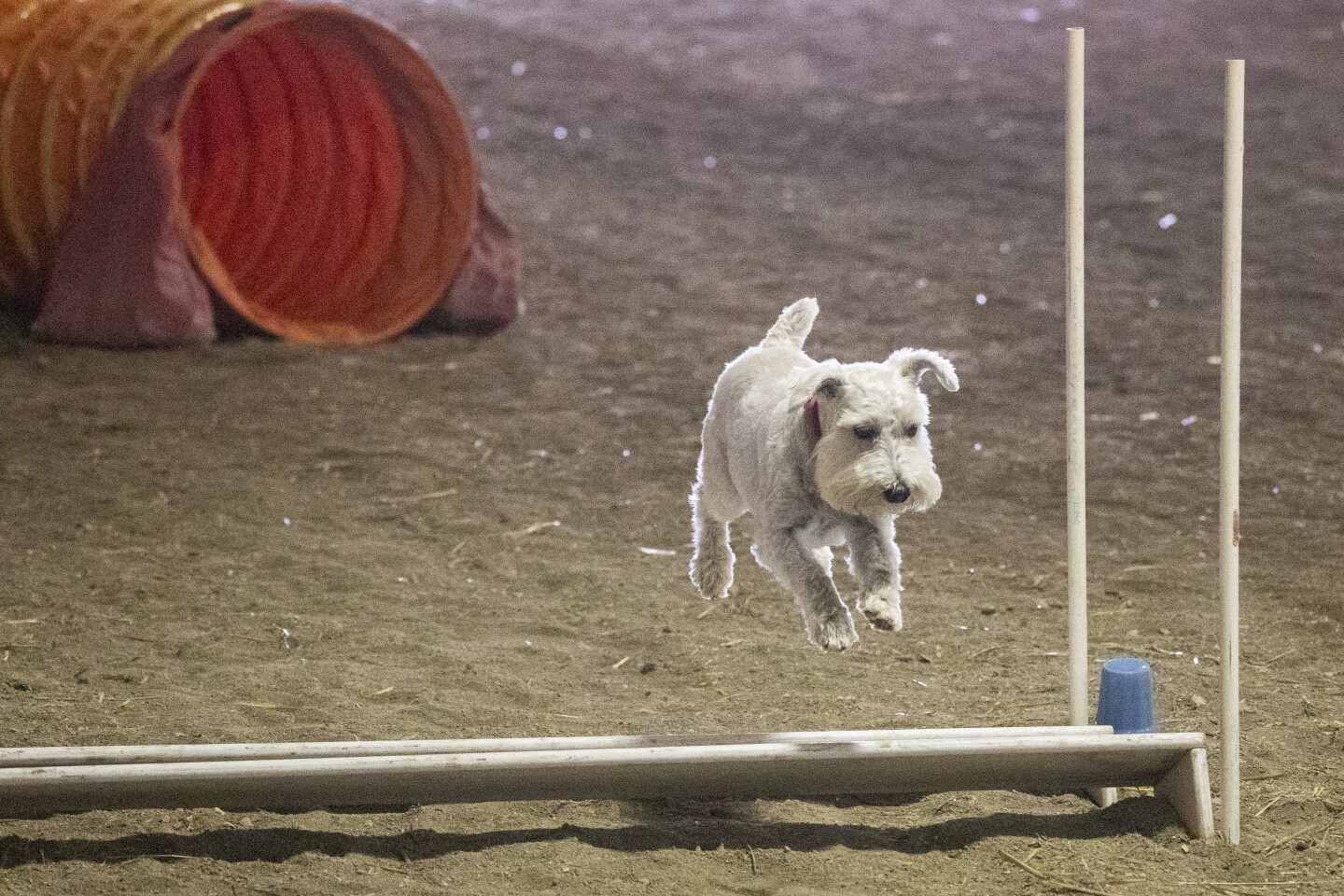 Photos: Kandiyohi County Fair hosts dog agility competition - West ...