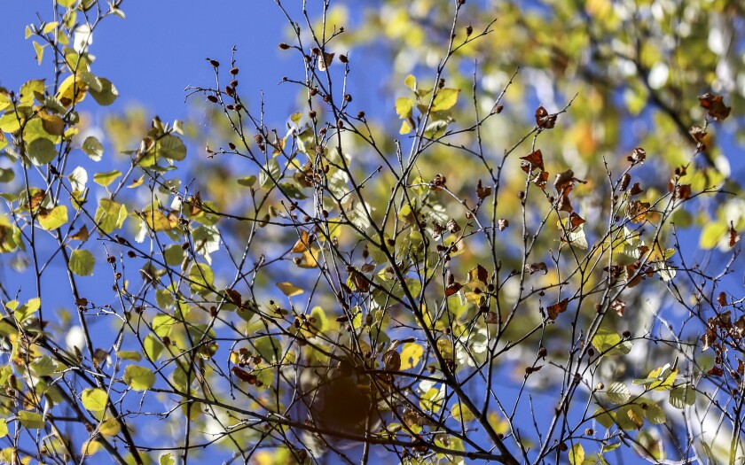 092721.N.DNT.PHENOLOGY.C04.jpg