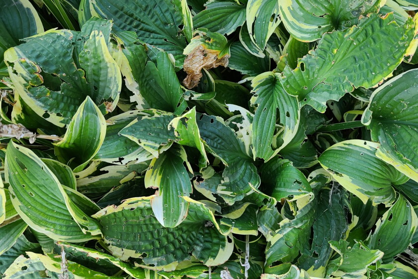 Hosta Questions Fielding Questions: What's causing the holes in my hostas? - InForum ...