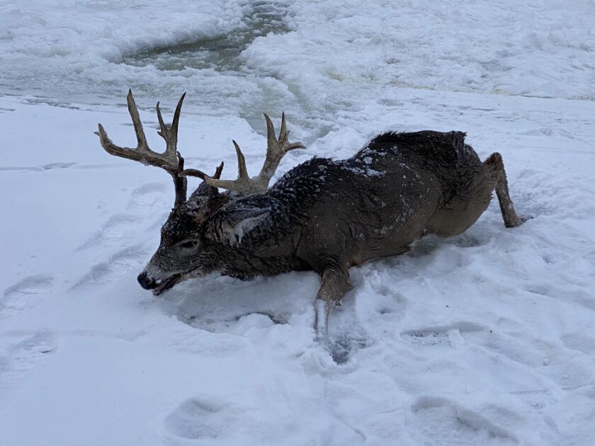 Buck 1.jpg