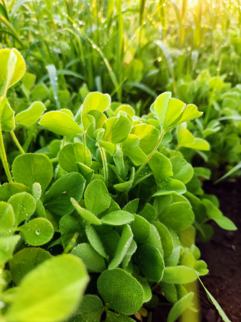 Cover crops, grazing and nitrogen fixation thoughts for spring planting ...