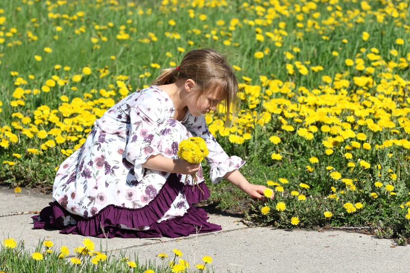 girl picking dandelions 052422.jpg
