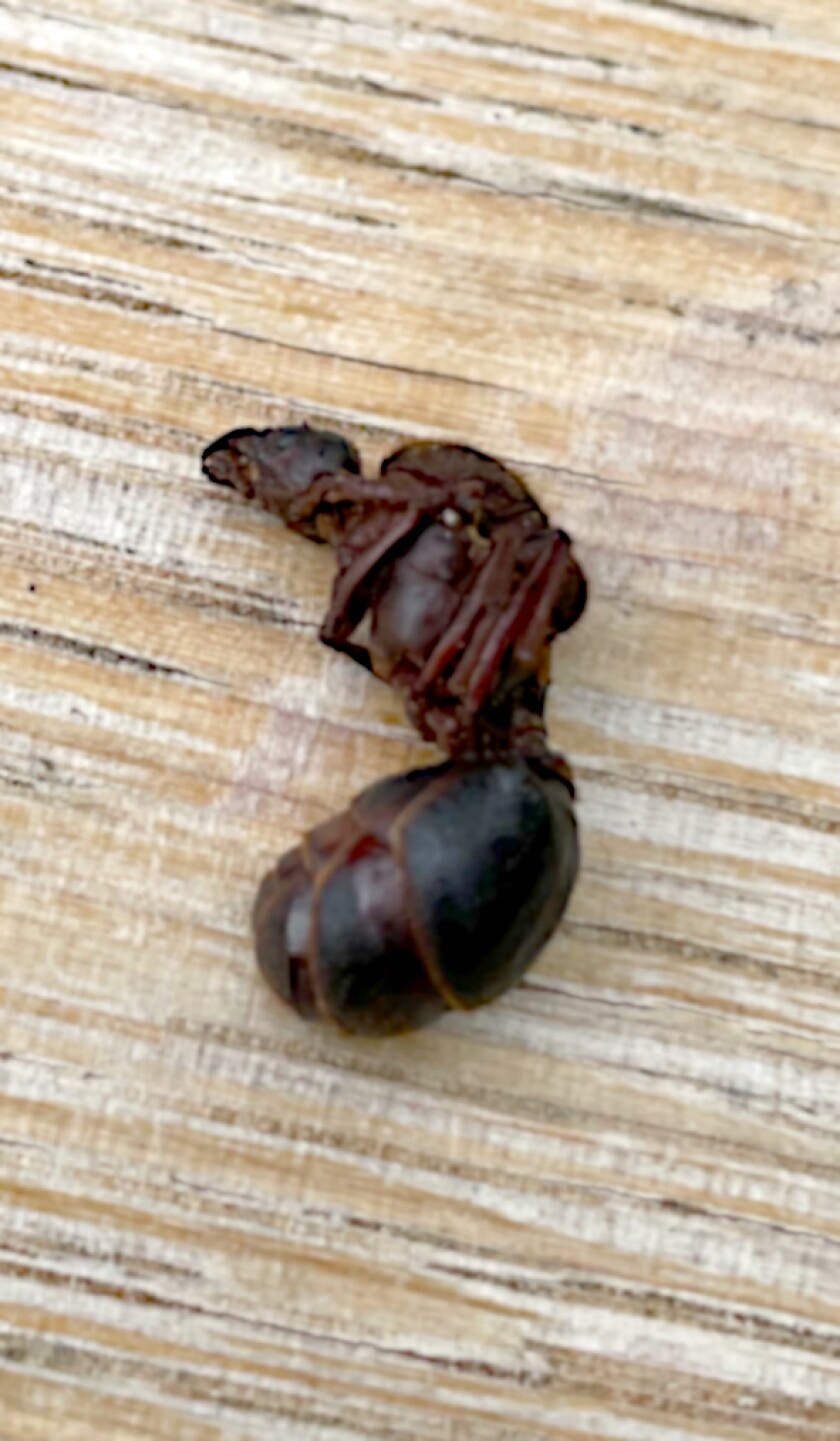 Roasted Oaxacan Chicatana ant.jpg