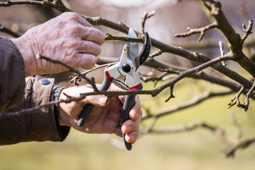 Learn how to cut with confidence at hands-on fruit tree pruning ...