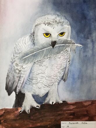 International Owl Center art