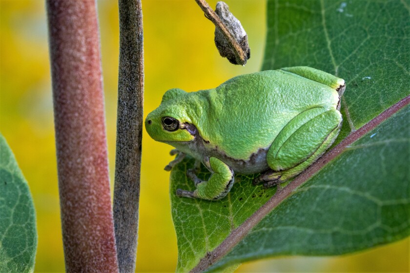 Tree frog.jpg