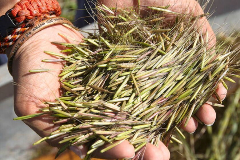 Wild Rice Season Northern Minnesota's wild rice crop looks good - Agweek | #1 source for ...
