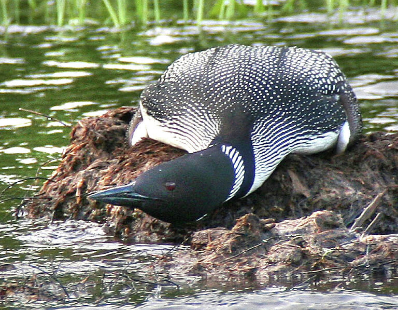 Loon Rising Mn Push underway to build National Loon Center in Minnesota - Duluth News ...