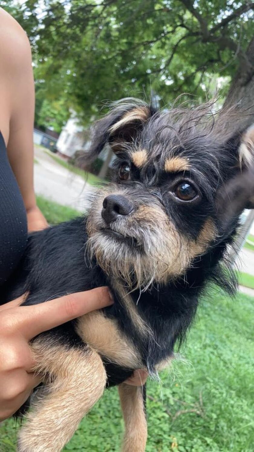 Small black and tan dog