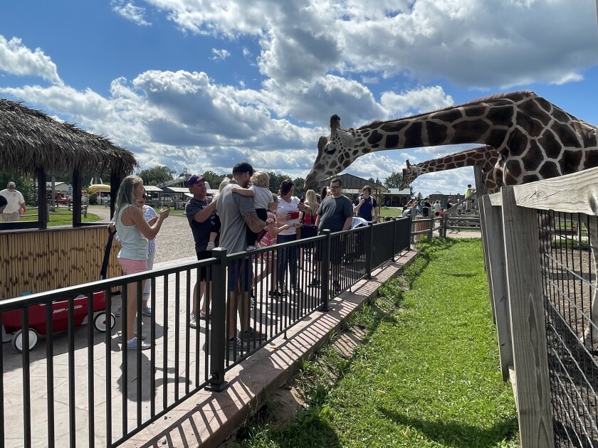A Safari North Wildlife Park giraffe leans down over the fence at the Brainerd lakes area tourist attraction to greet visitors.